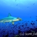 shark_hammerhead_scalloped_dar_h_0067_ecu0836.jpg